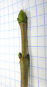berg-ahorn (acer pseudoplatanus), knospen breit-eiförmig, endknospe grösser als die seitenknospen, grüne knospenschuppen mit weissem wimpernsaum || foto details: 2009-01-26, innsbruck, austria, Pentax W60. keywords: acer montanum, weiss-ahorn, sycomore, acero montano